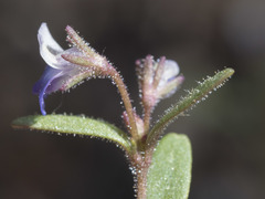 Collinsia torreyi wrightii
