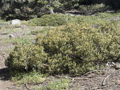 Quercus vacciniifolia