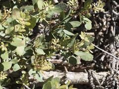 Quercus vacciniifolia