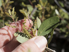 Quercus vacciniifolia