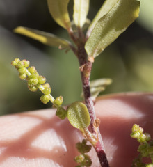 Quercus vacciniifolia