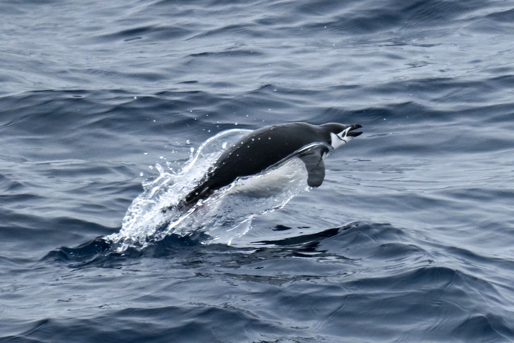 Chinstrap penguin leaping clear of rippled blue water while swimming