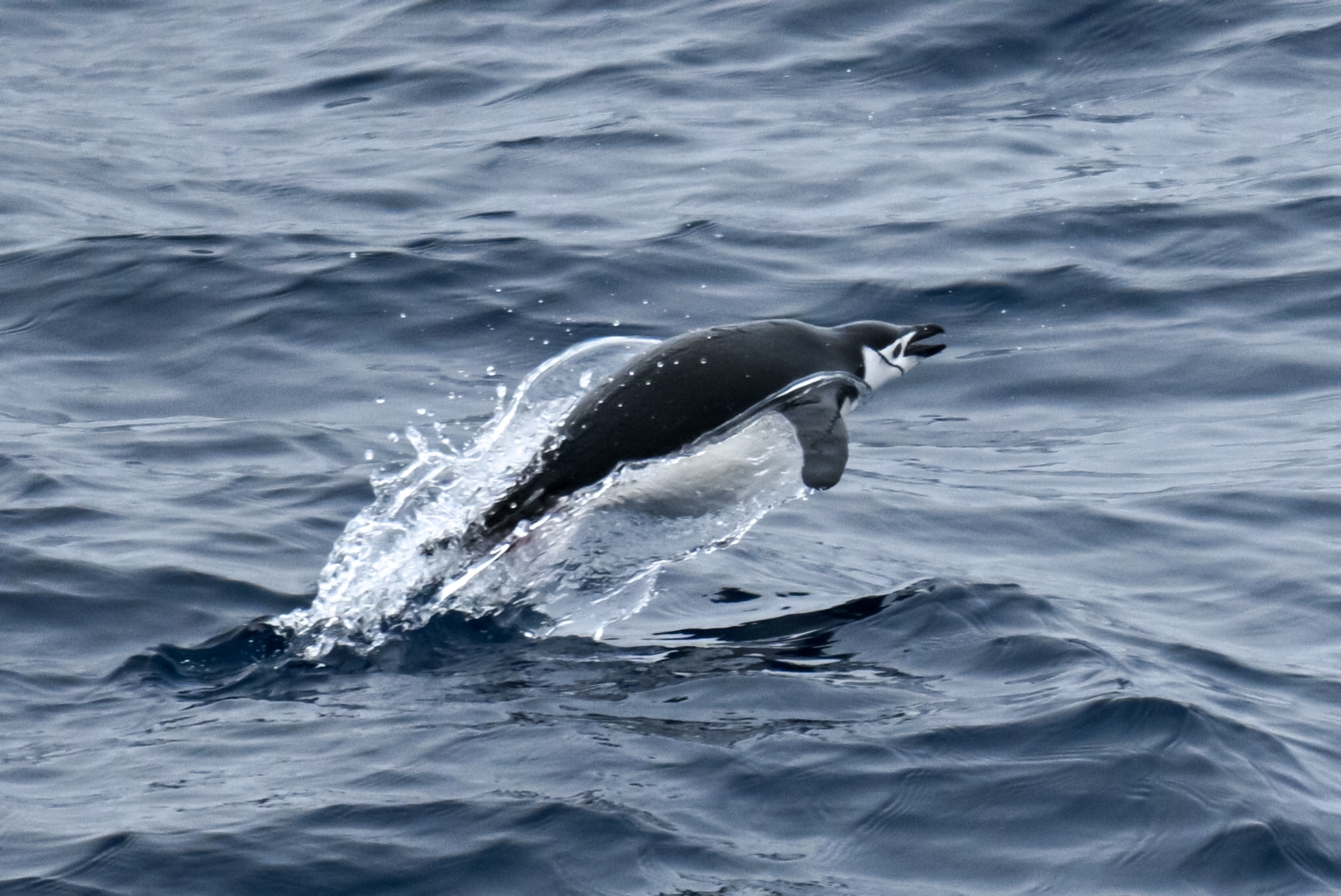 Chinstrap Penguin illustration