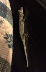 Gekko smithii