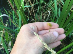 Carex bebbii