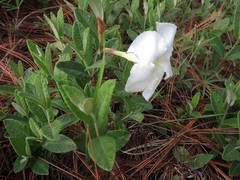 Mandevilla hypoleuca