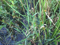 Carex bebbii