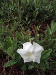 Mandevilla hypoleuca
