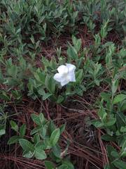 Mandevilla hypoleuca