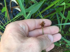 Carex bebbii