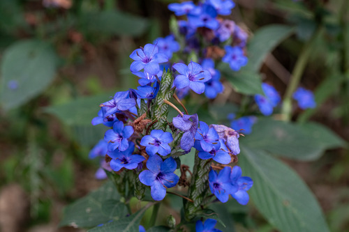 Eranthemum pulchellum
