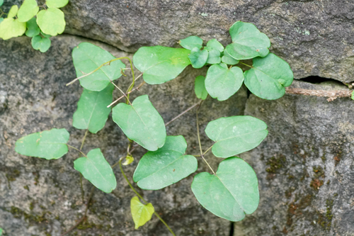 Image of Three-Leaf Akebia (Akebia trifoliata) by (c) WATANABE Hitoshi 渡辺仁, some rights reserved (CC BY)