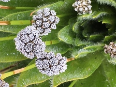 Paepalanthus