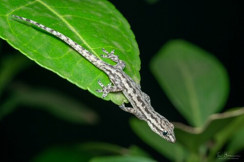 Asian House Gecko
