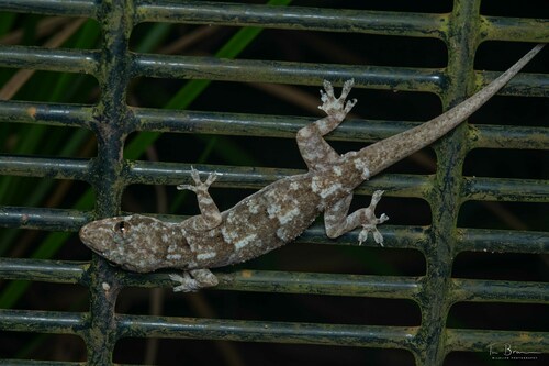 Tropical House Gecko