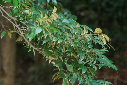 Image of Castanopsis sieboldii by (c) WATANABE Hitoshi 渡辺仁, some rights reserved (CC BY)
