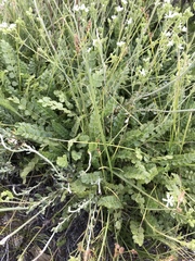 Horkelia clevelandii