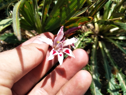 Granite Trumpet Bobbejaantjie (Babiana tubulosa)