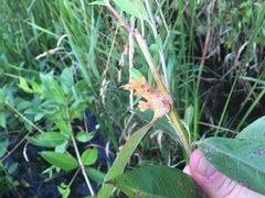 Puccinia minutissima