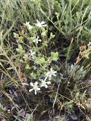Horkelia clevelandii