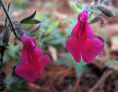 Salvia angustiarum
