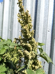 Rumex crispus
