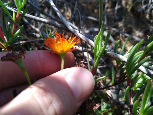 Lampranthus glaucoides, photograph 1