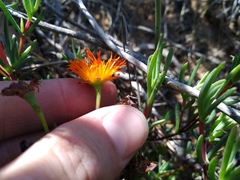 Lampranthus glaucoides, photograph (c) De Waal Hugo, some rights reserved (CC BY)