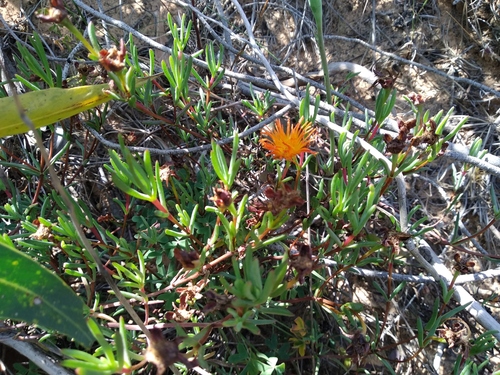 Lampranthus glaucoides (Lampranthus glaucoides)