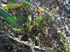 Lampranthus glaucoides, photograph (c) De Waal Hugo, some rights reserved (CC BY)