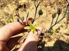 Albuca suaveolens