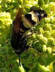 Dielis plumipes confluenta