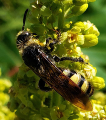 Dielis plumipes confluenta