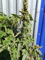 Rumex crispus
