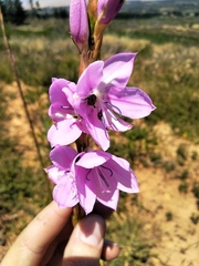 Marginate Watsonia (Watsonia marginata)