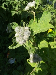 Arctium tomentosum