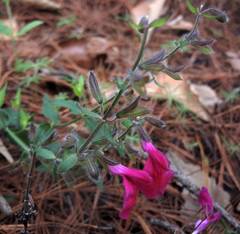 Salvia angustiarum
