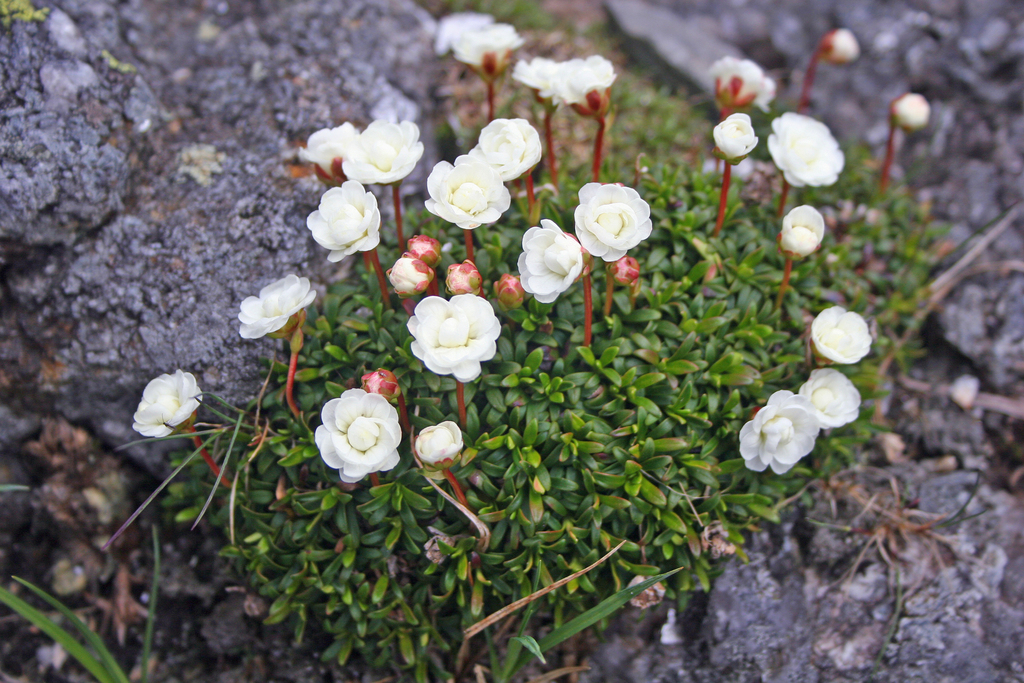 diapensia family