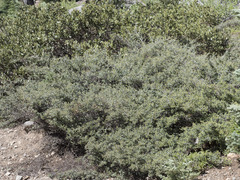 Ceanothus cordulatus