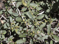 Ceanothus cordulatus