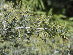 Ceanothus cordulatus