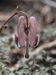 Dicentra pauciflora