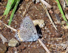 Icaricia lupini texanus