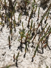 Salicornia rubra