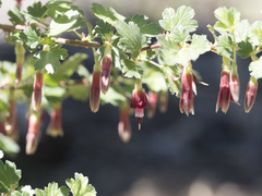 Ribes roezlii