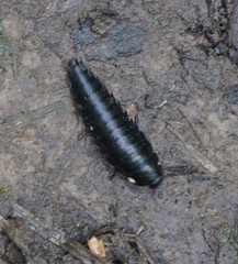 Necrophila americana