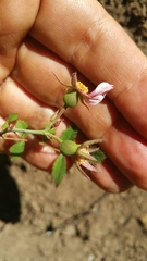 Rosa spithamea