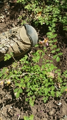 Rosa spithamea