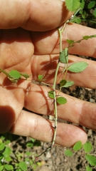 Rosa spithamea
