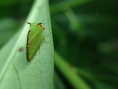 Stictocephala militaris